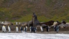 Elephant seals and king penguins - Robyn Miller