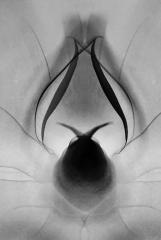 Emerging - Beryl Jenkins