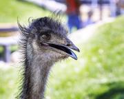 Emu - Nigel Streatfield