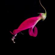 Eremophila pink - Heather Miles