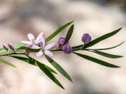 Eriostemon australasius  190825 44758-Edit - Donald Gould