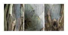 Eucalypt Textures - Margaret Frankish