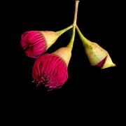 Eucalyptus leucoxylon rosea - Heather Miles