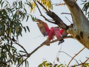 Evening-frolic. - Janice Gursanscky