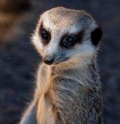 Evil eye - Guy Machan