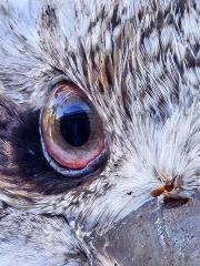 Eye on you - Carol Abbott