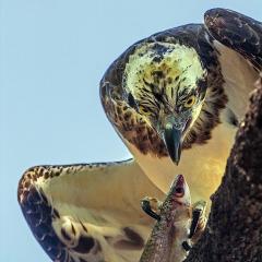 Eye to Eye - Judith Bennett