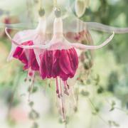 FUSCHIA - Jennifer Gordon