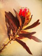 Fading Protea - Elaine Seaver