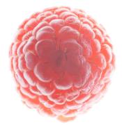 Faint Rasberry - Guy Machan