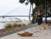 Fallen - Judith Frost