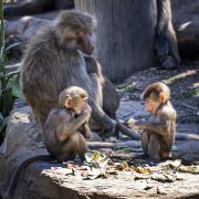 Family Picnic - Nigel Streatfield