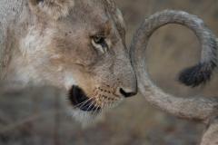 Family Pride - Leigh Hall