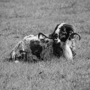 Favourite-MONO - Janice Gursanscky