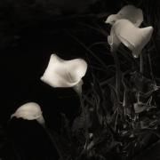 Favourite2 - Fran Brew