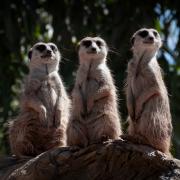 Favourite - Three Meerkats on a Rock - Margaret Frankish