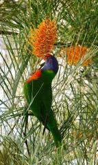 Feasting Lorikeet - Beryl Jenkins