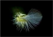 Feather DSC 6732 with border small - ... ...