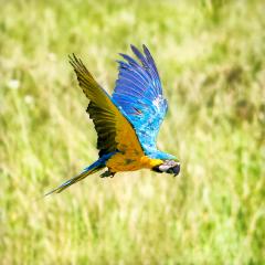 Feathered_Friend_Macaw - Graeme Dobbs