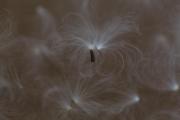 Feathery seeds copy - ... ...