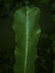 Fern_Leaf - Lyn Arnold