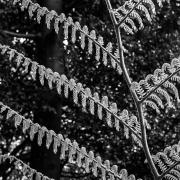 Fern in BW - Nigel Streatfield