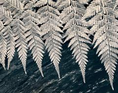 Ferns on log - Jan Glover