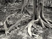 Ficus roots - Dawn Zandstra