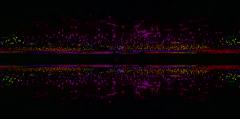 Field of Lights - Robyn Miller