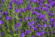 Field of flowers - Margaret Frankish