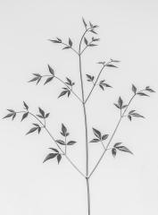 Fifty Leaves of Grey - Vivek Herur
