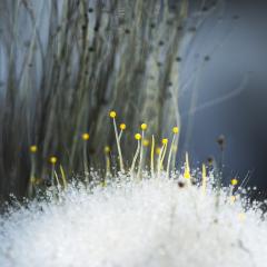 Filamentous fungus - Heather Miles