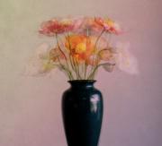 Poppies - Kerry Boytell