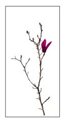 First Burst  - Peter Steele