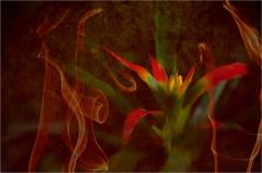 Flaming Bromeliad - Maureen Rogers