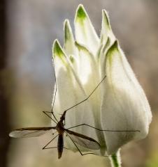 Flannel Flower - Malcolm McKay