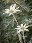 Flannel Flower - Xuan Nguyen