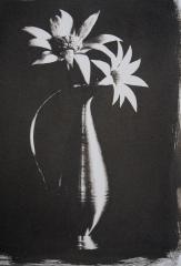 Flannel Flower 1 - Beryl Jenkins