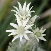 Flannel Flowers - Margaret Frankish