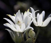 Flannel flower and friend - Guy Machan