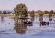 Flooded paddocks in Maitland - Judith Bennett