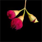 Flora HMiles Eucalyptus leucoxylon rosea - ... ...