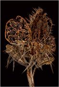 Flora JFrost Bouquet of Decay - ... ...