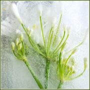 Flora JGordon FROZEN 61 - ... ...