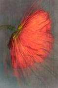 Flora MMazo Red Poppy - ... ...