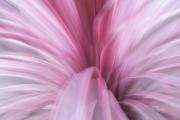 Flora MRogers Pink swirl - ... ...