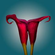 Interclub 24 - Flora