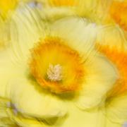 Flora SClarkson Daffodil stutter - ... ...