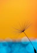 The_Lone_Dandelion - Vivek Herur