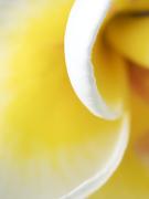 Flower Abstract - Christo van Rensburg